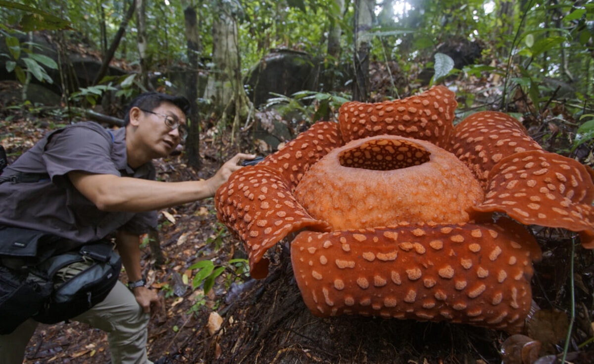 Kuching, Malaysia 01 February 2019  A tourist take a photo reffelsia,A biggest flower in the world in gunung gading national park 