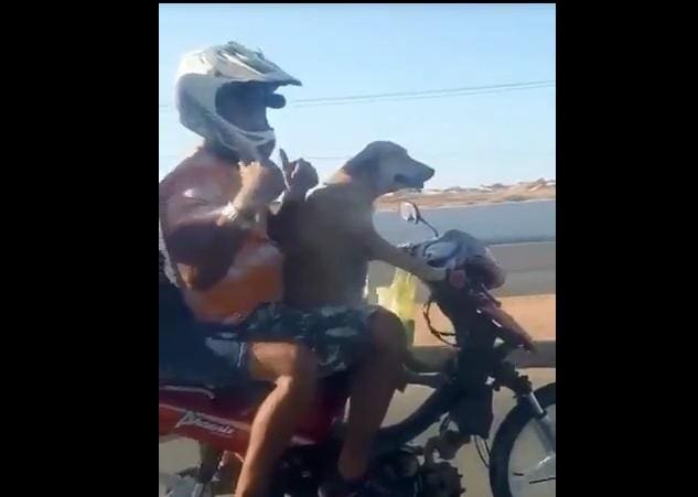 Cachorro na moto