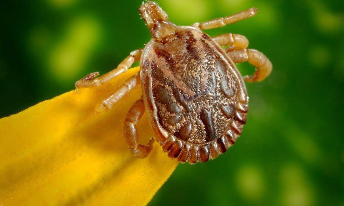 carrapato estrela - febre maculosa
