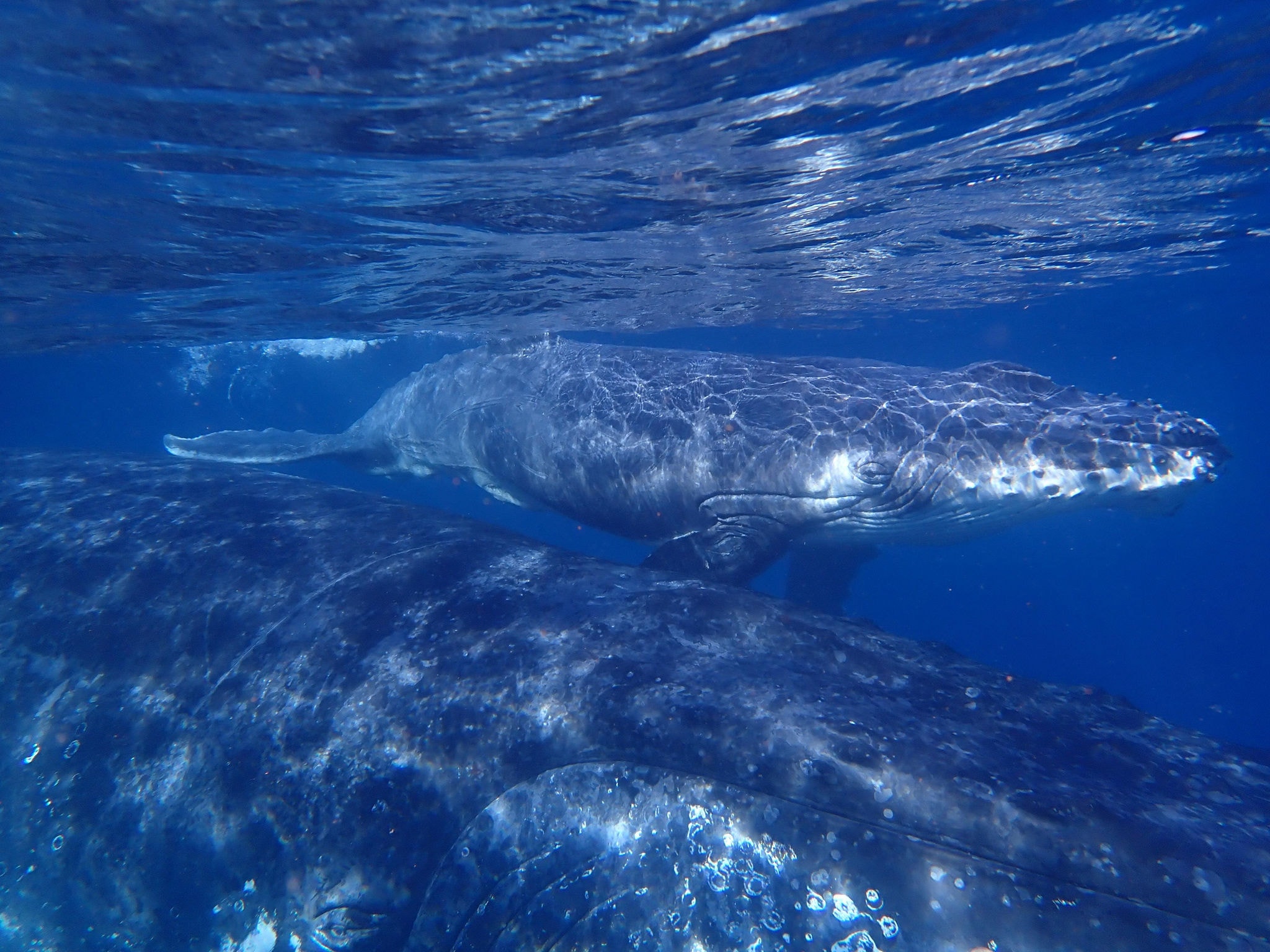 A Jubarte pode medir até 16 metros de comprimento, pesando cerca de 40 toneladas. O salto fora d´água, um dos mais belos espetáculos do mar, é o momento mais aguardado por turistas no whale watching 