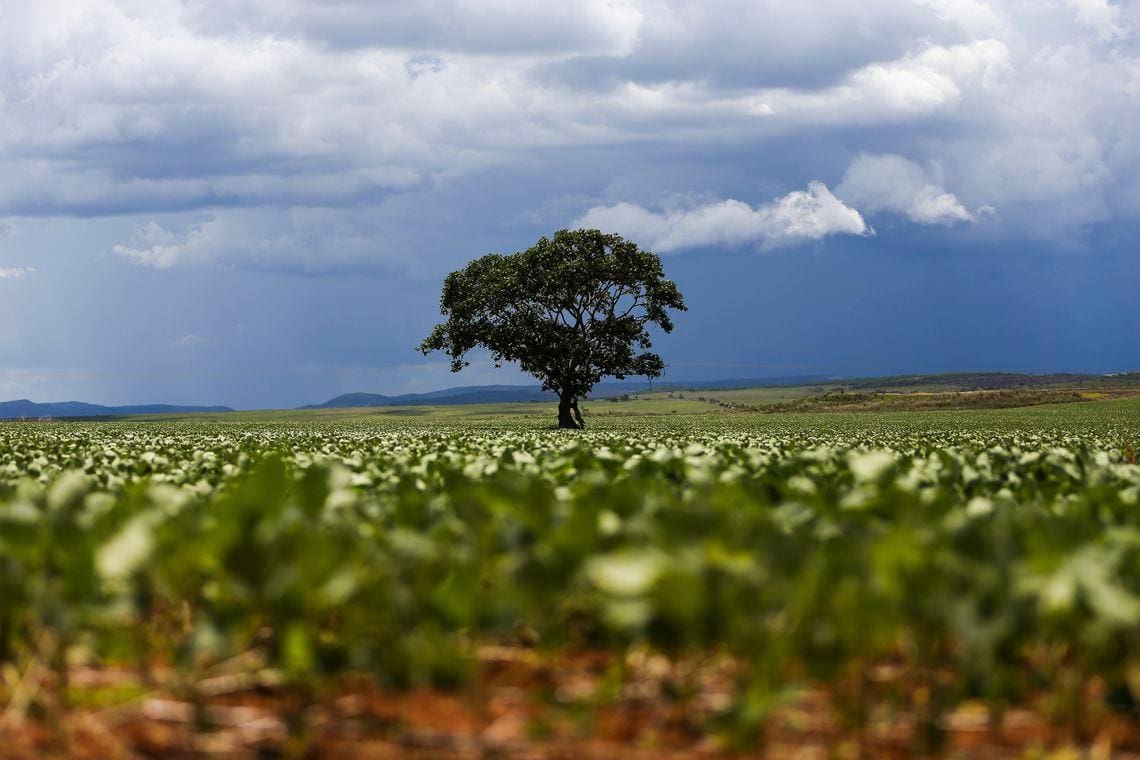 Soja é a principal cultura na cidade baiana de São Desidério