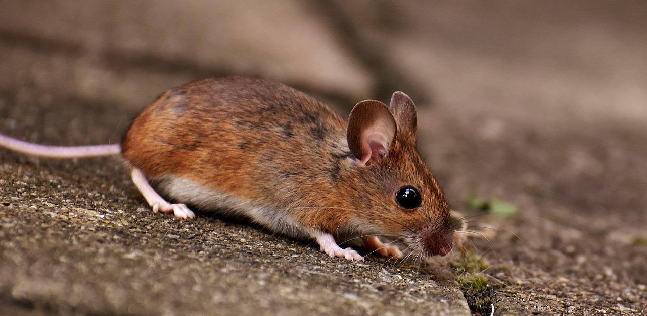 Campanha alerta população sobre os riscos de deixar restos de comida nas ruas
