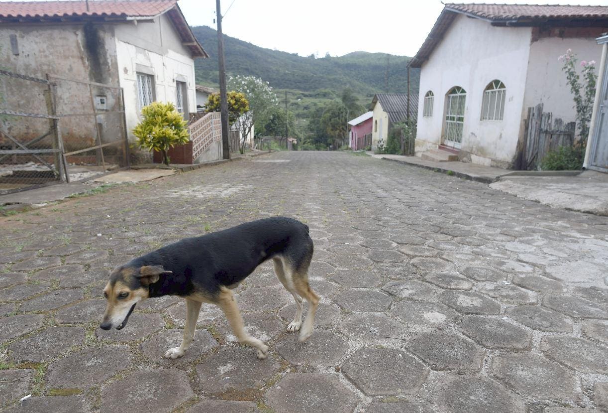 Cães encontrados doentes nas ruas foram recolhidos e encaminhados para atendimento em clínica veterinária