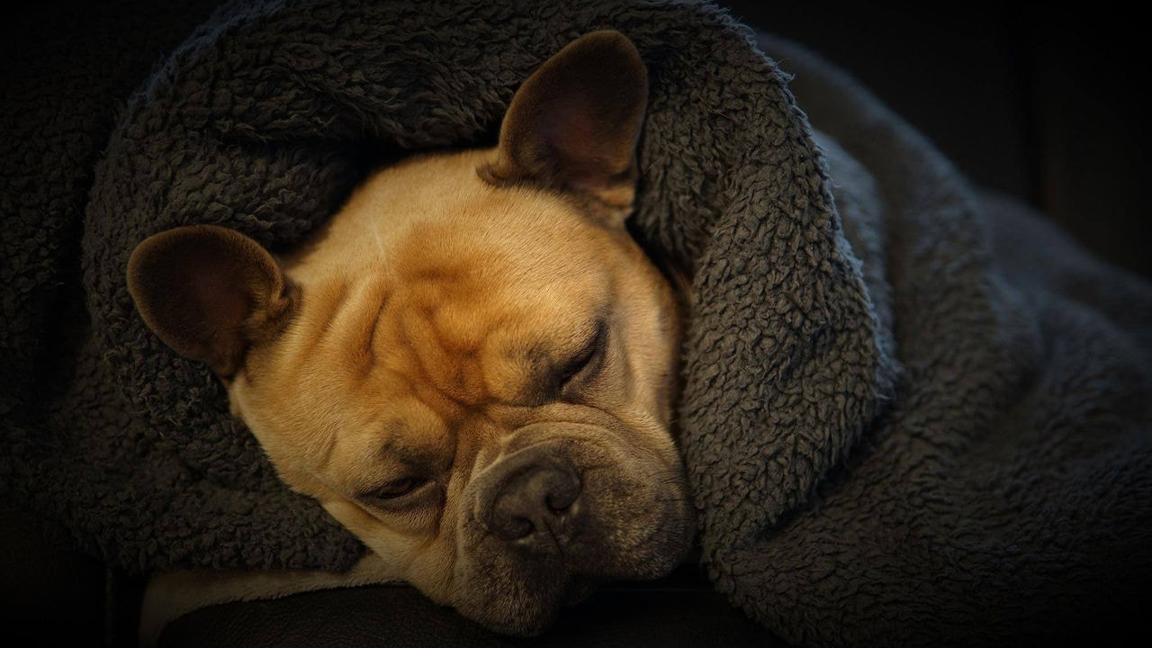 cachorro frio