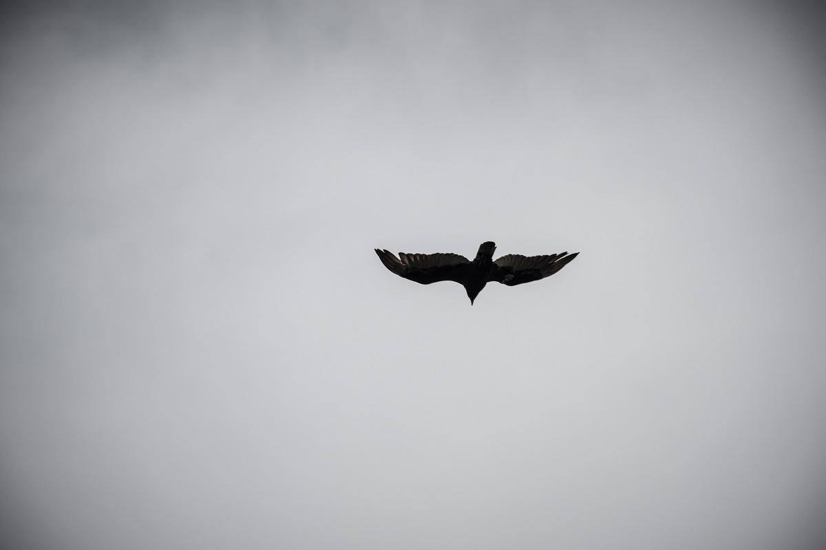 Gripe aviária foi confirmada somente em aves silvestres no Brasil