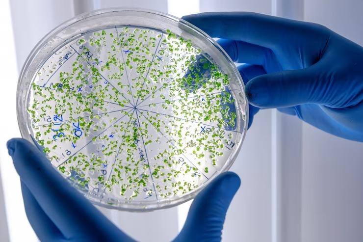 Bactéria Vibrio vulnificus