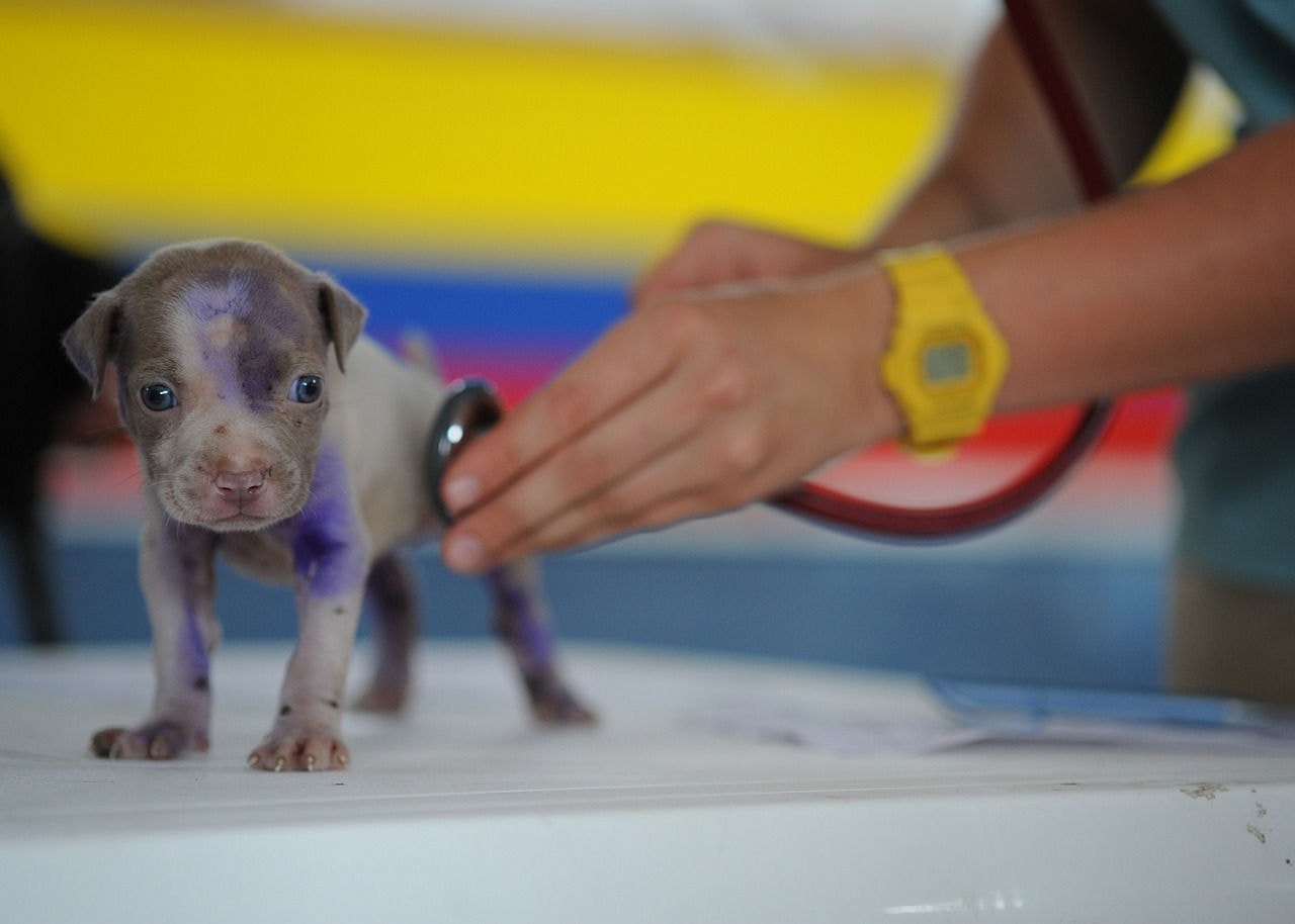 Veterinários ajudam no tratamentos para melhor qualidade de vida dos animais e do fortalecimento dos vínculos com os tutores