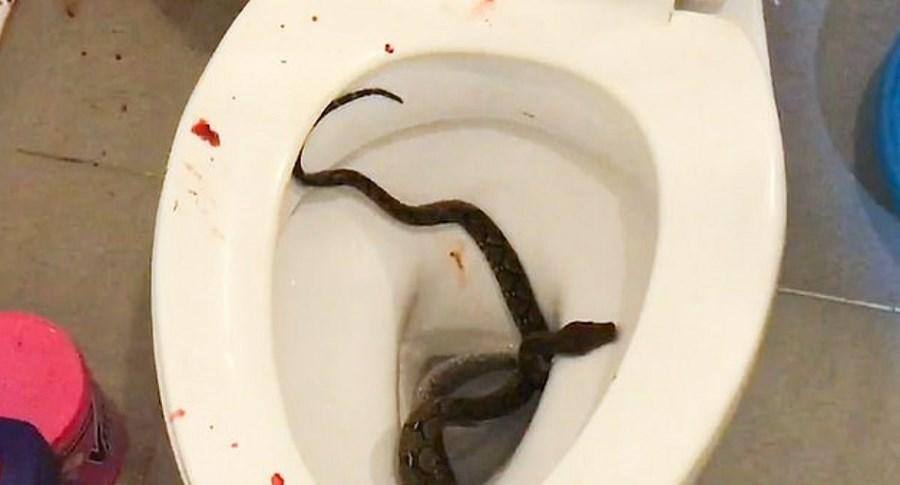 Cobra píton que atacou Siraphop Masukarat