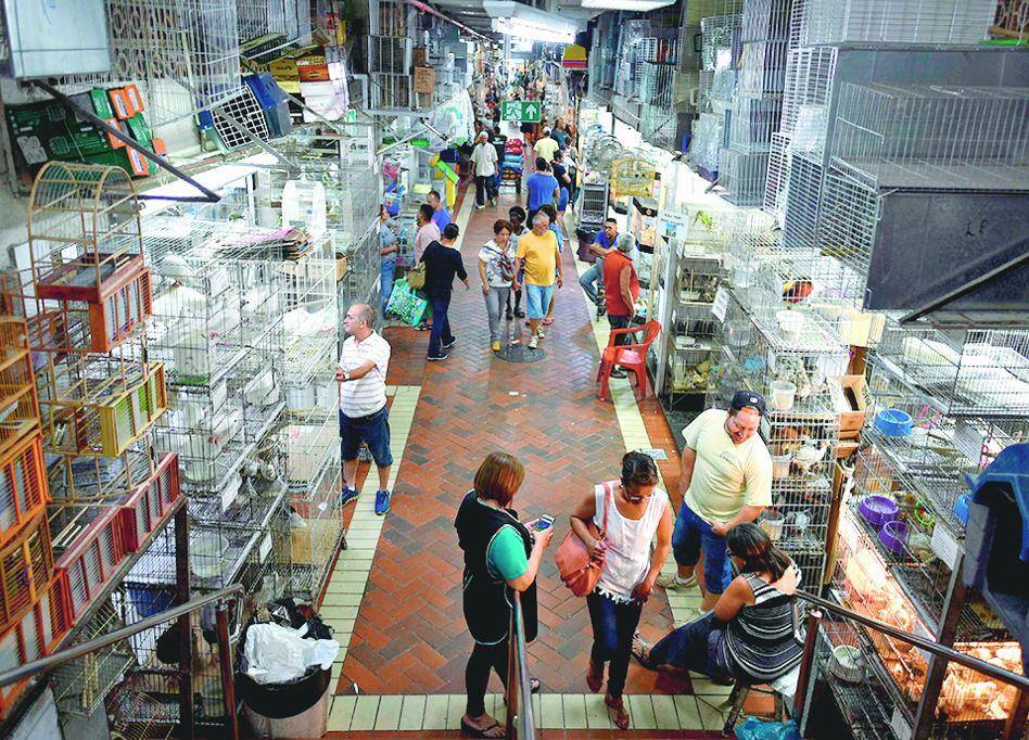 Mercado Central comercializa animais em Belo Horizonte