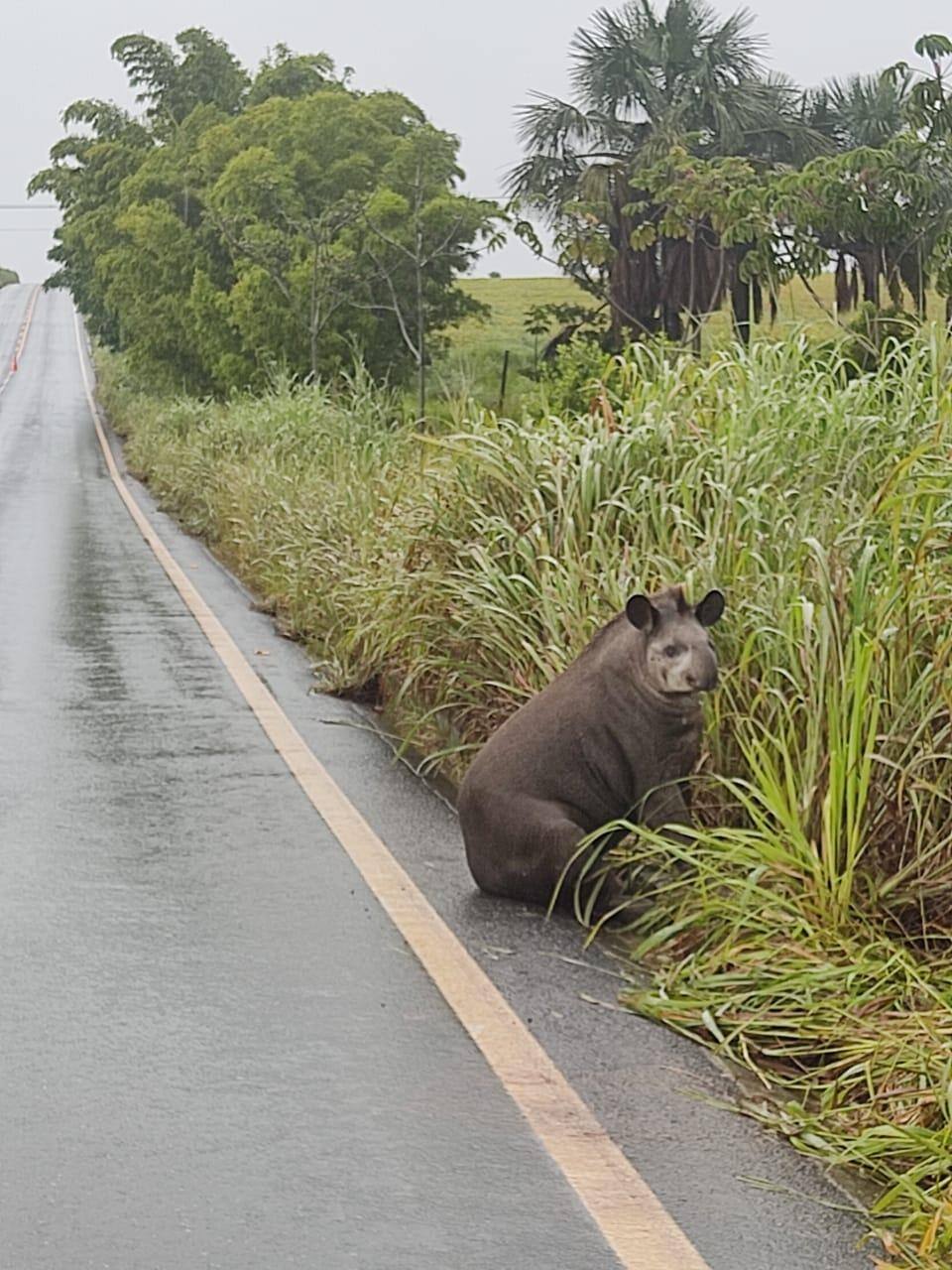 Anta é encontrada machucada e 'sentada' ao lado de rodovia em MG