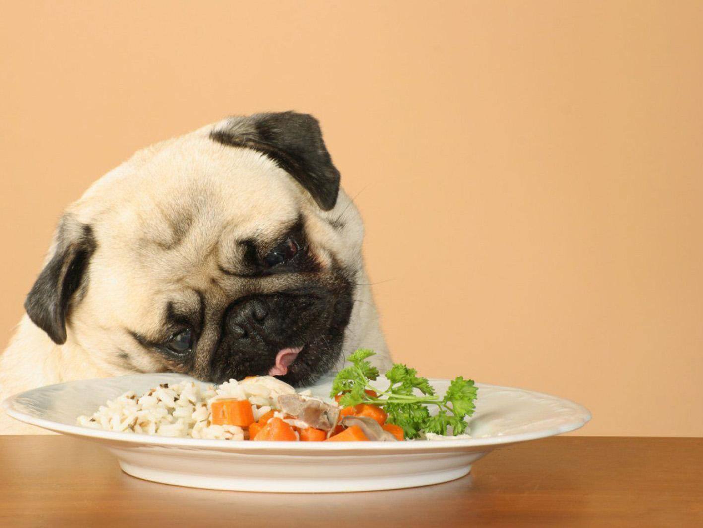 Pet natureba: Alimento natural na dieta animal é tendência