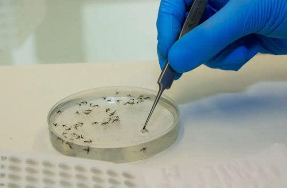 A febre Oropouche é transmitida por mosquitos