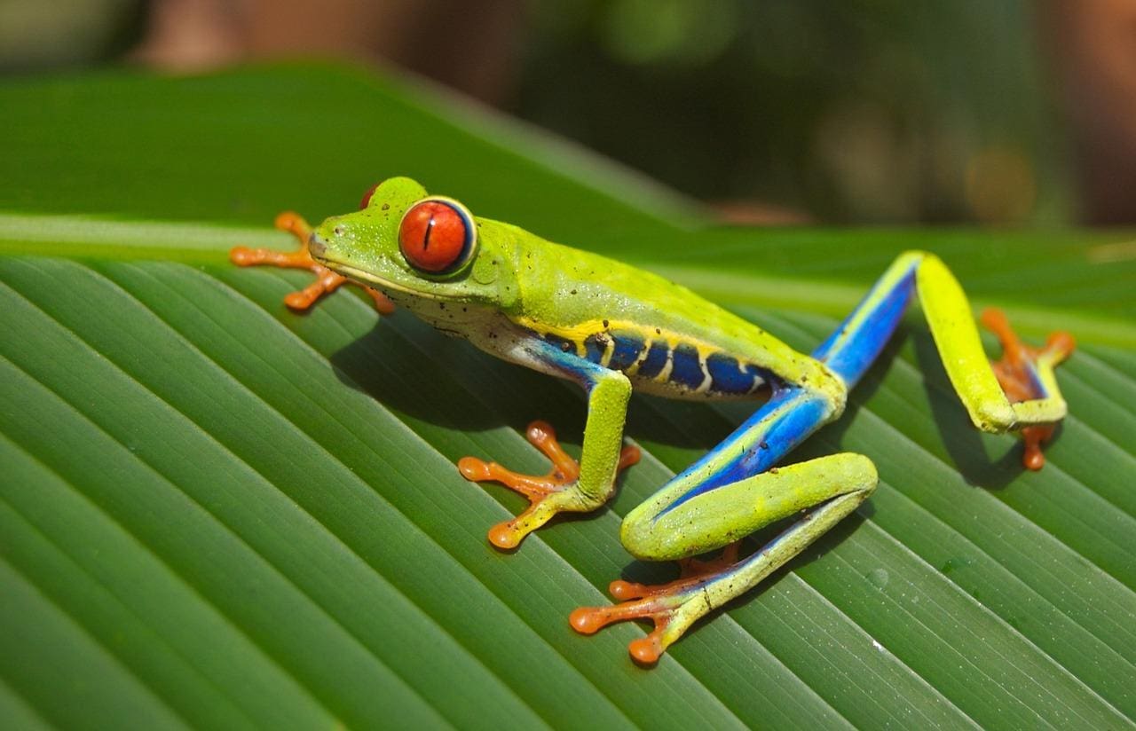 fauna
