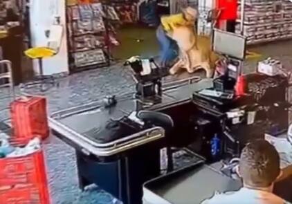 Novilha foi capturada ainda no supermercado