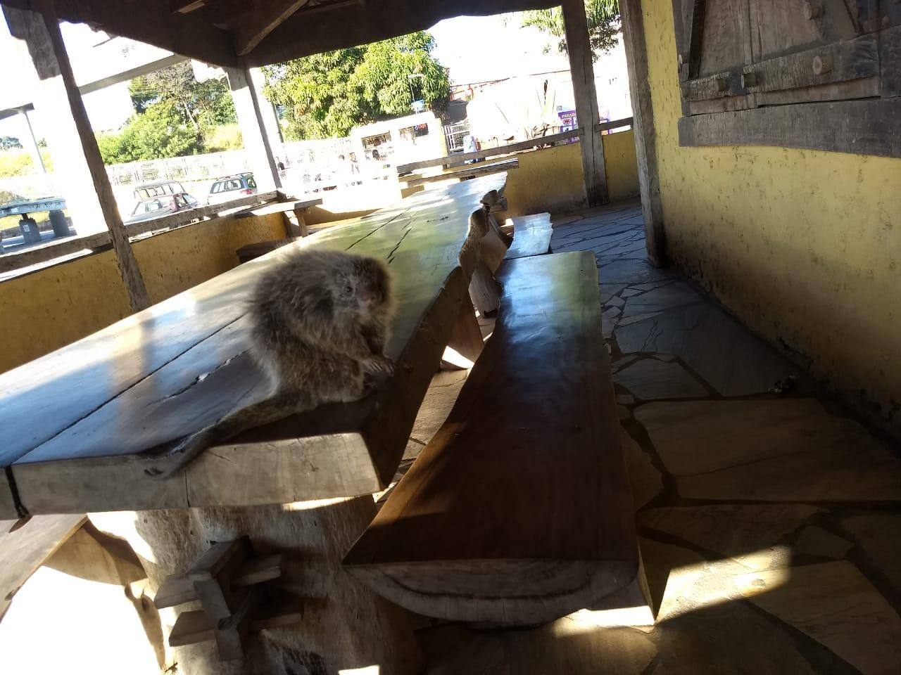O animal foi resgatado e devolvido à natureza
