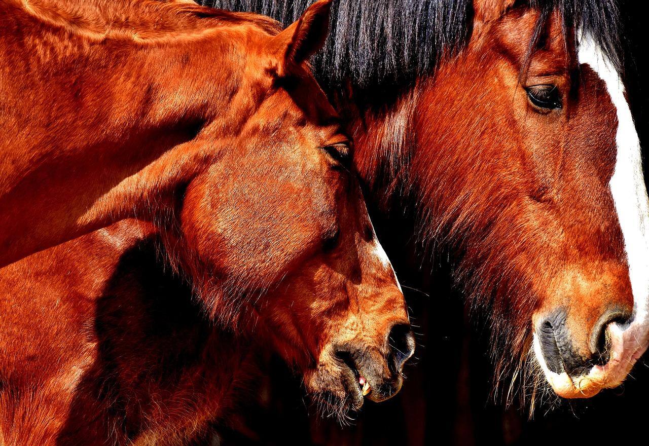 Imagem meramente ilustrativa de cavalos.