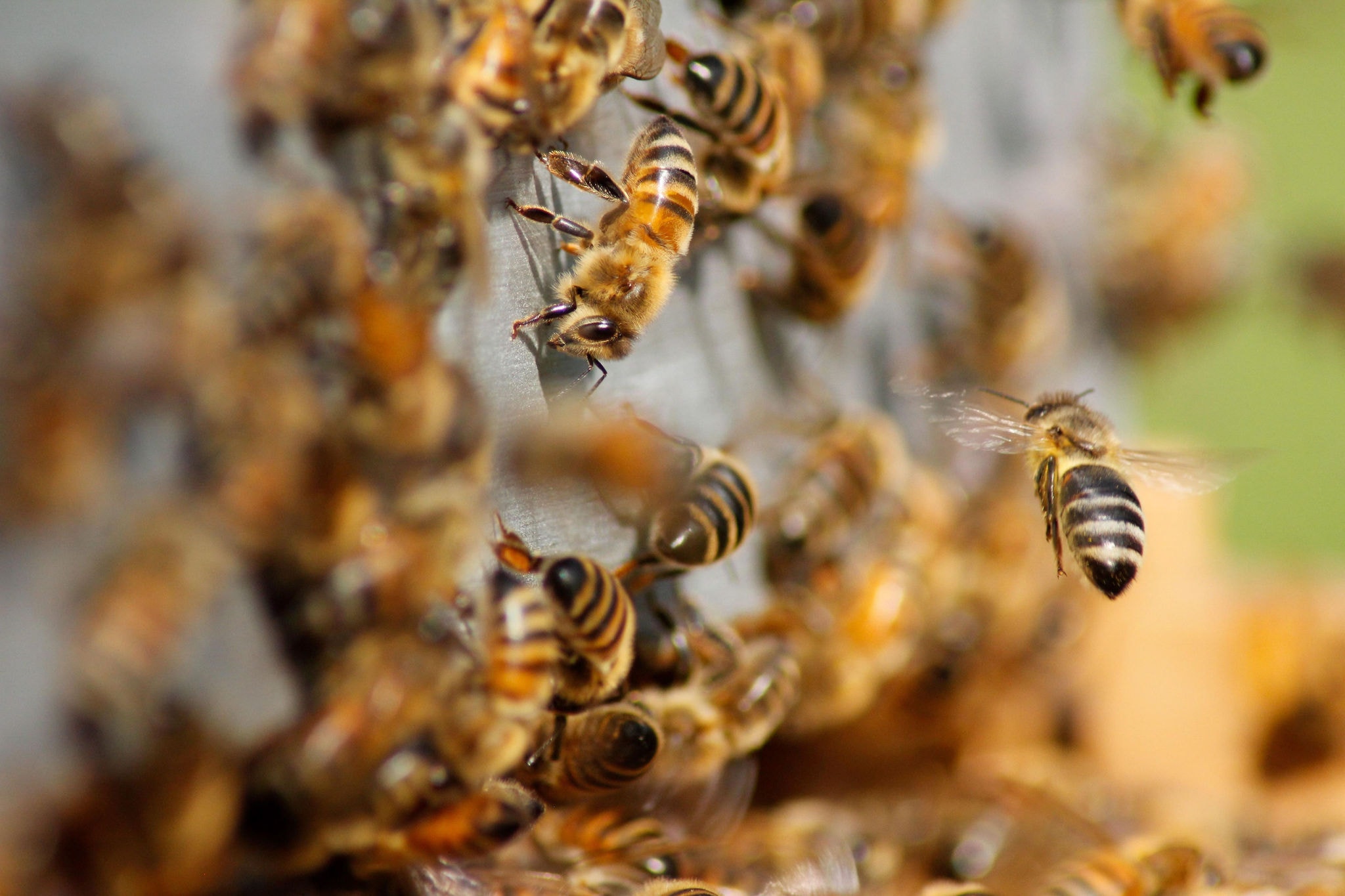 As abelhas são polinizadores naturais e contribuem inclusive para a produção agrícola