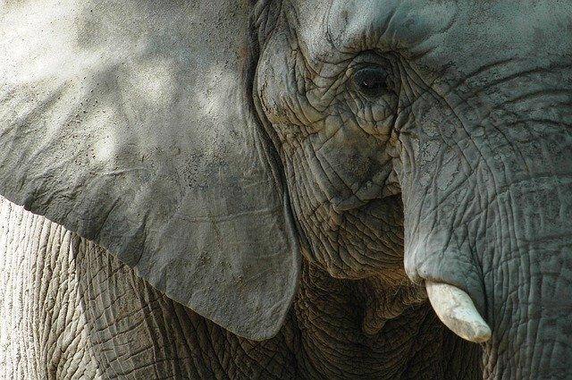 Elefante rejeitado por 'mau comportamento' mata 16 pessoas em 2 meses na Índia