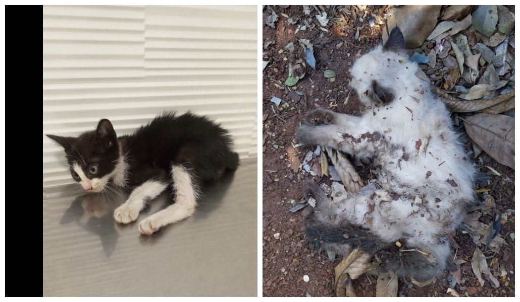 À esquerda, a gatinha Mariana, que foi ferida por um cão; à direita, a filhotinha encontrada sem vida nesta quinta no parque