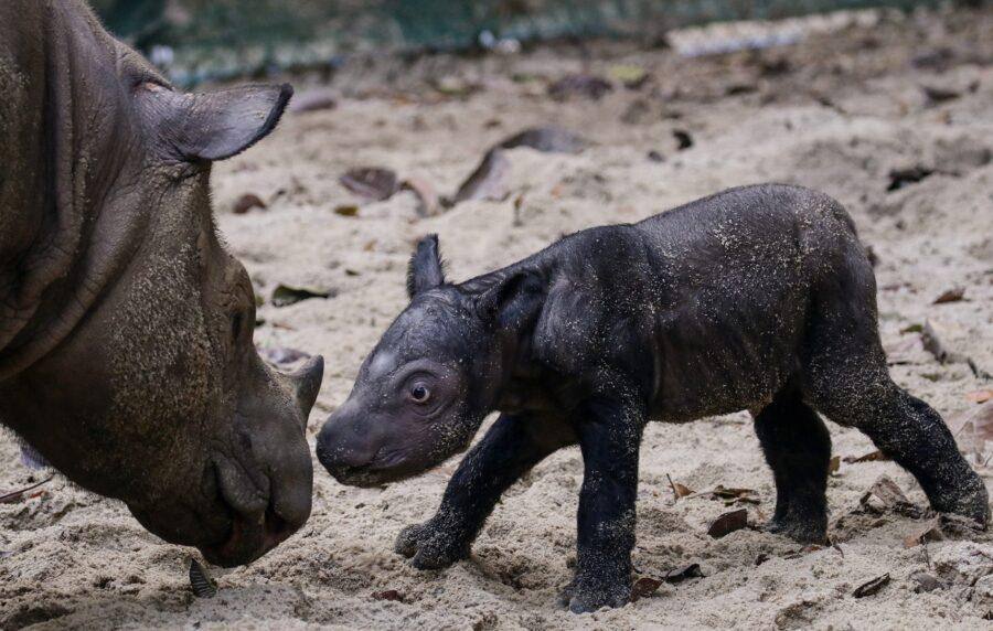 Rinoceronte de sumatra