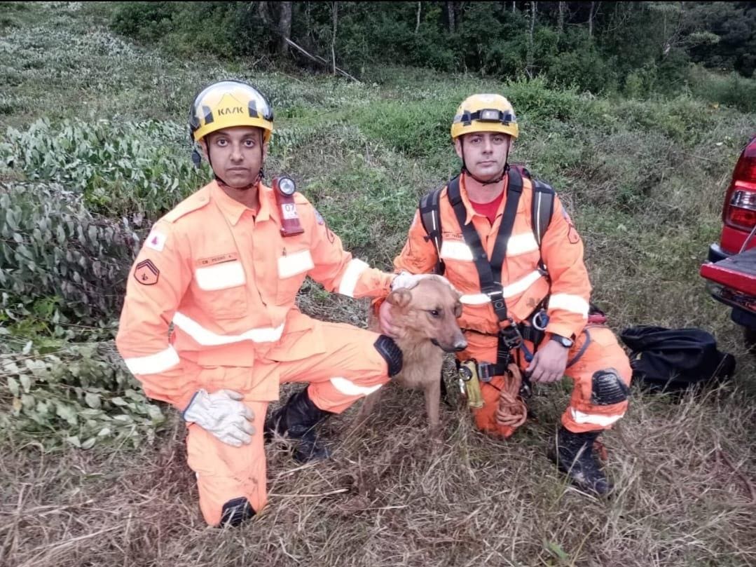 Para o resgate do bichinho os bombeiros usaram técnicas de rapel e içamento