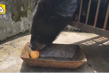 Família comprou urso achando que era um cachorro