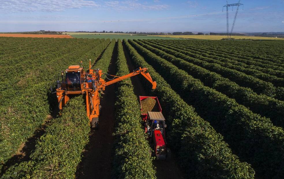 Agro Beloni cultiva café regenerativo, que reduz o uso de defensivos no solo