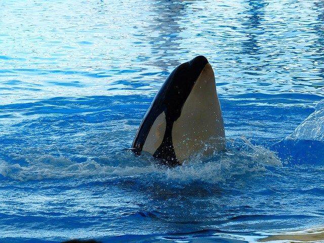 Orca em imagem ilustrativa