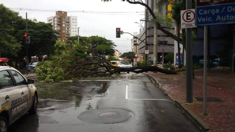 Árvore caiu na avenida Bias Fortes nesta manhã