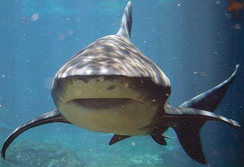 Conheça os hábitos do tubarão-mangona, espécie ameaçada de extinção