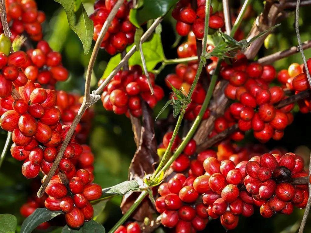 Café está entre os produtos mais exportados por Minas Gerais