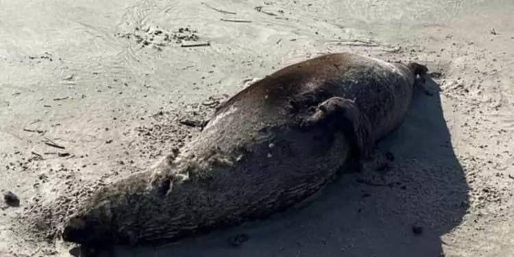 Leão-marinho encontrado morto no litoral gaúcho