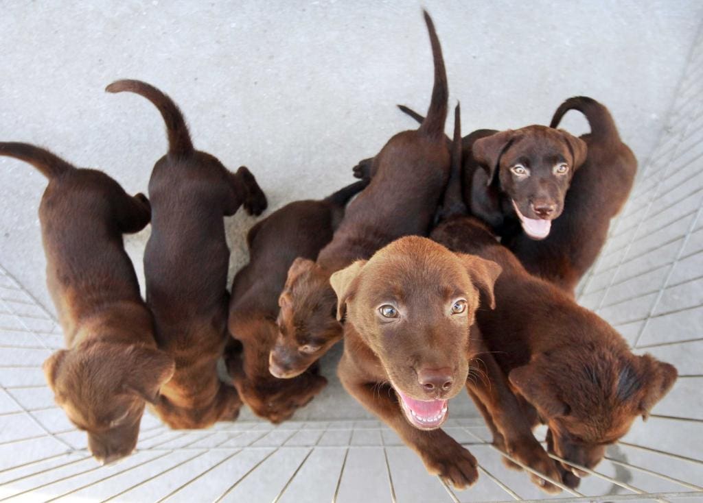 Saiba onde vacinar seu cachorro ou gato contra a raiva