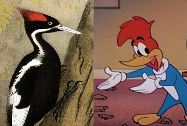 Pica-pau que inspirou desenho animado será declarado extinto nos EUA