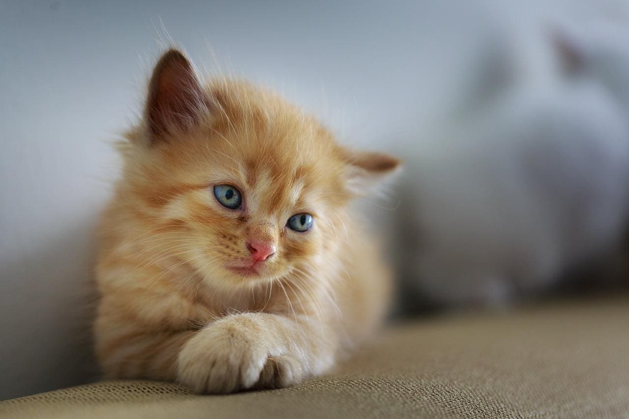 Imagem ilustrativa de gato