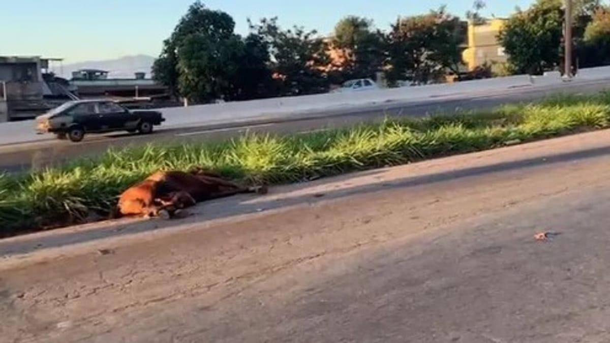 Cavalo  morreu após ser atropelado na marginal do Anel