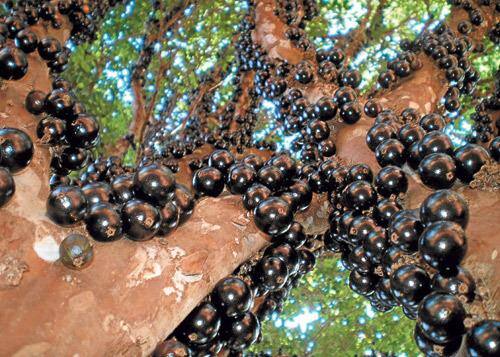 Festival de Jabuticaba de Sabará chega a sua 24ª edição 
com aposta na diversidade de receitas e derivados da fruta