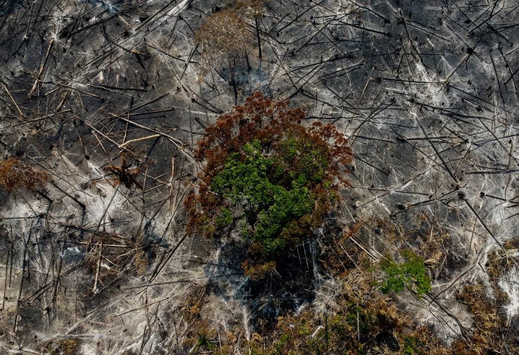 Vegetação queimada em Manaquiri, na Amazônia