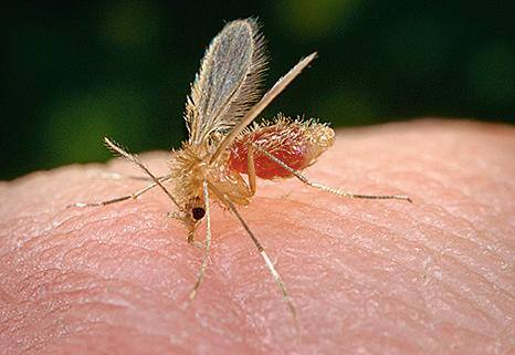 Mosquito-palha