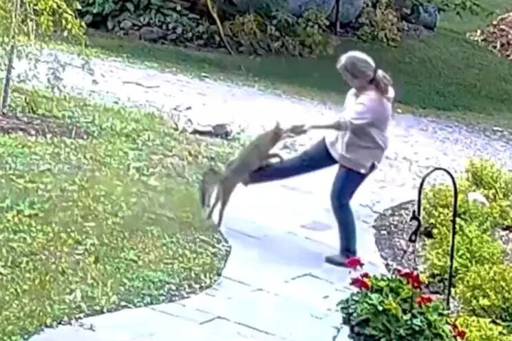 Mulher é ataca abruptamente por uma raposa e luta contra o animal por alguns segundos até a chegada de seu marido