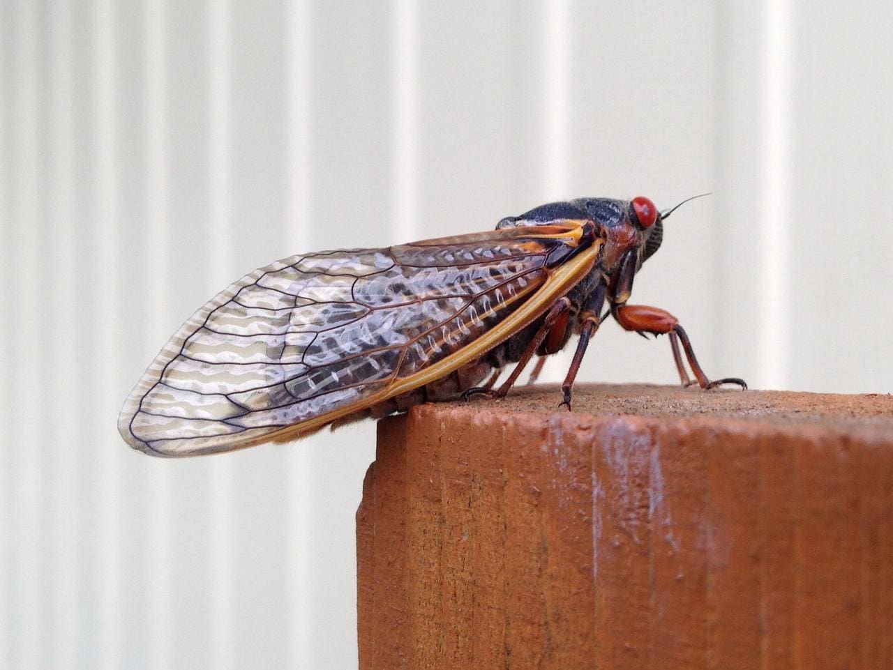 Cigarra magicada