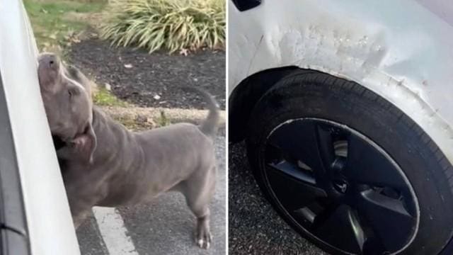 Cachorro seguiu e atacou um carro com motorista dentro, mas ninguém ficou ferido nos Estados Unidos