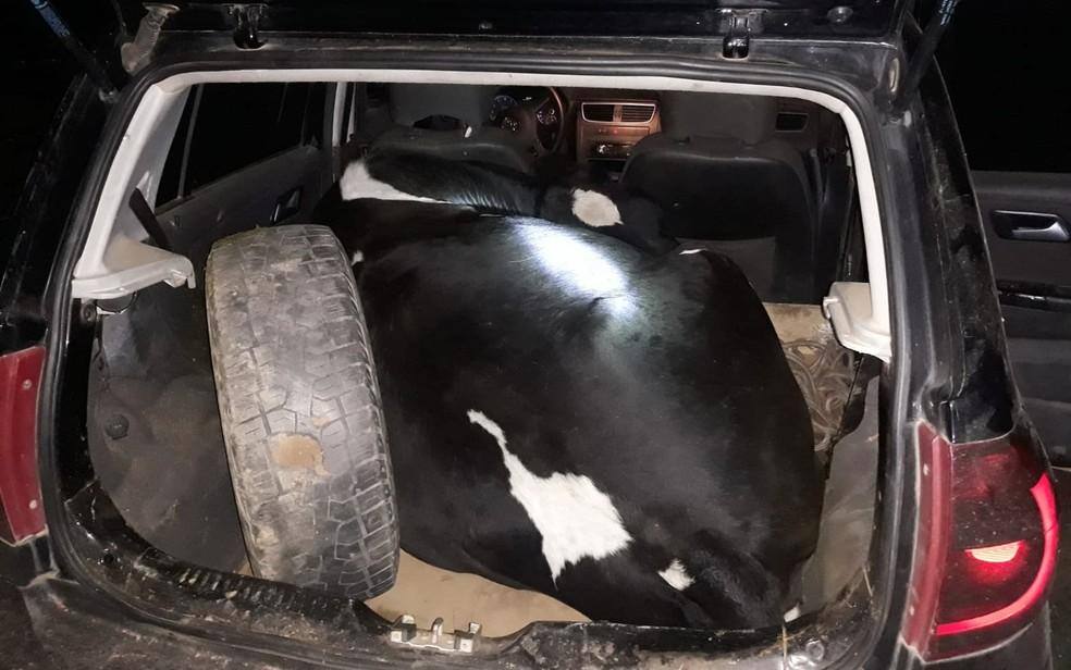 Vaca foi resgatada e materiais apreendidos em carro.