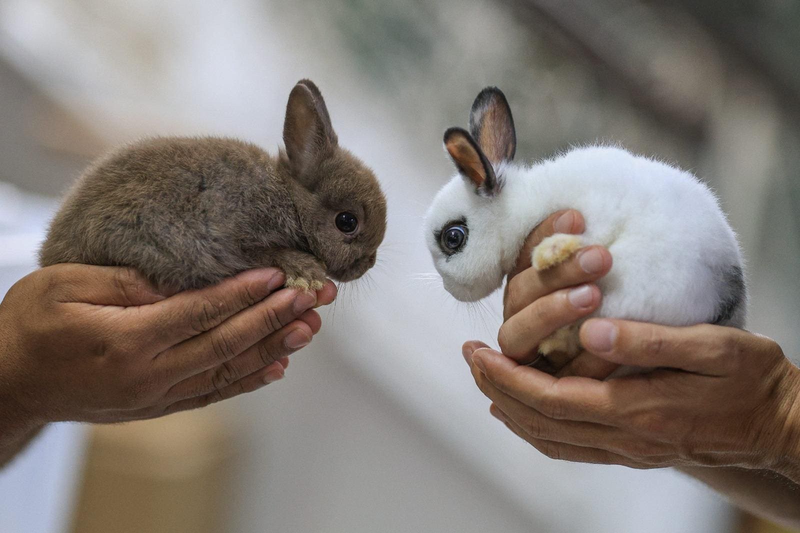 Procura por coelhos na Páscoa dispara, mas tutores despreparados acabam abandonam animais