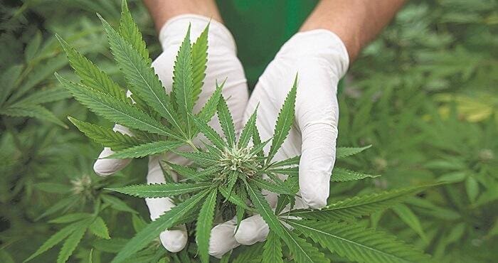 Cannabis medicinal BHjpg