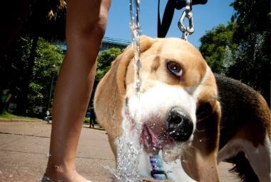 Calor