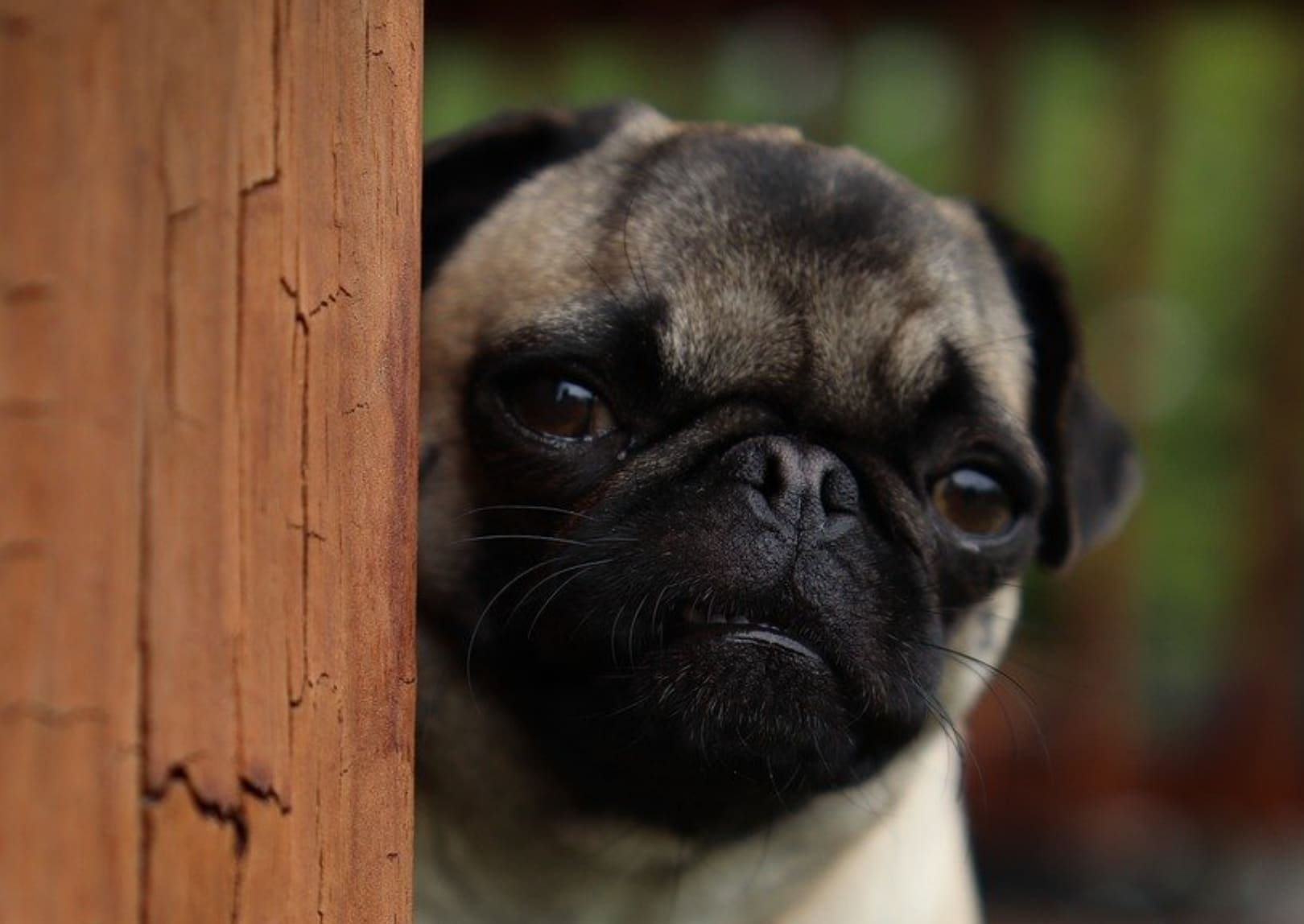 Cachorro