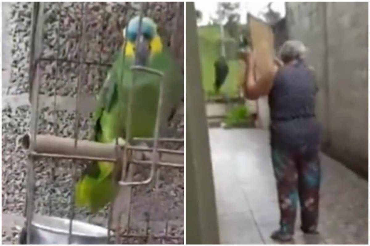 Papagaio foi levado para clínica veterinária após ser resgatado