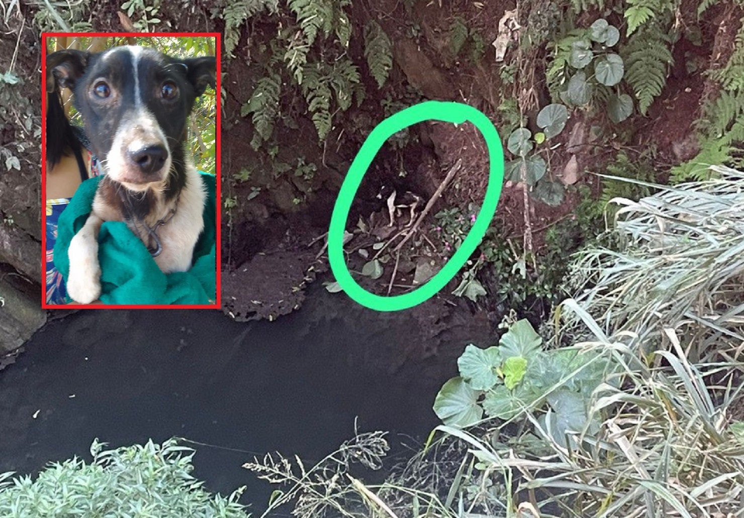 O cãozinho ficou três dias preso em local de difícil acesso