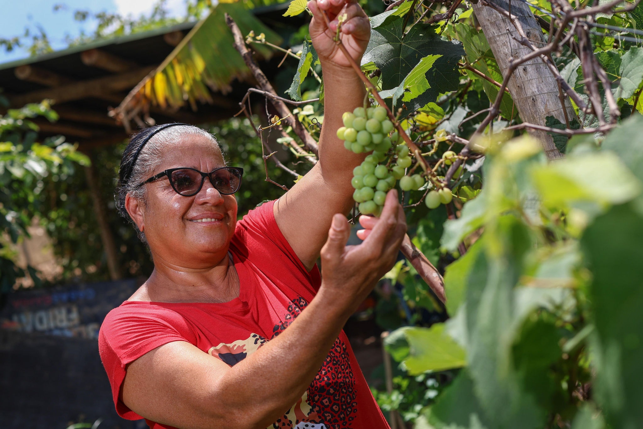 O dinheiro que arrecada com a venda de hortaliças ajuda a agricultora Maria Silânia Gaspar, 62, a pagar as despesas de casa - Foto: Flávio Tavares/O Tempo